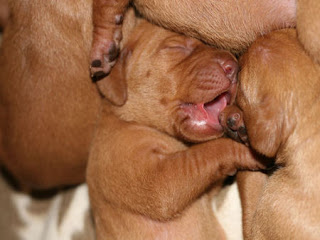 cute vizsla puppy