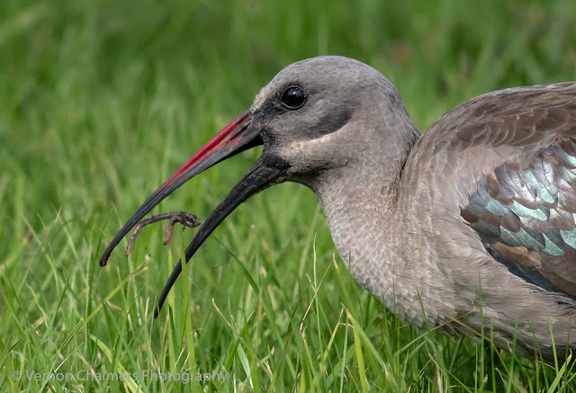 Hadeda Ibis - Canon EOS 7D Mark II / EF 400mm f/5.6L USM Lens