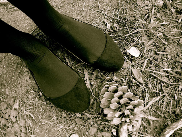 Pine cone on the walking trail in Jonkershoek. (Stellenbosch, August 2011)