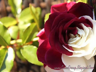 Red And White Rose Wallpaper