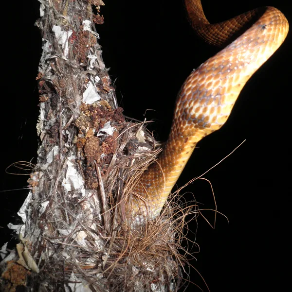 A bulge in the snakes stomach as it feeds