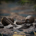 Boult Earphones AirBass Z40 with Zen Mode ENC Mic with 60-Hour Battery