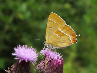 Brown Hairstreak