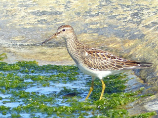 Bécasseau à poitrine cendrée - Calidris melanotos