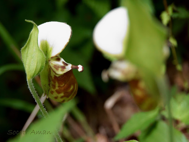 Cypripedium segawae