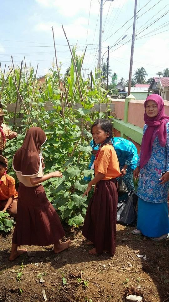 Aktivitas Panen Hasil Berkebun