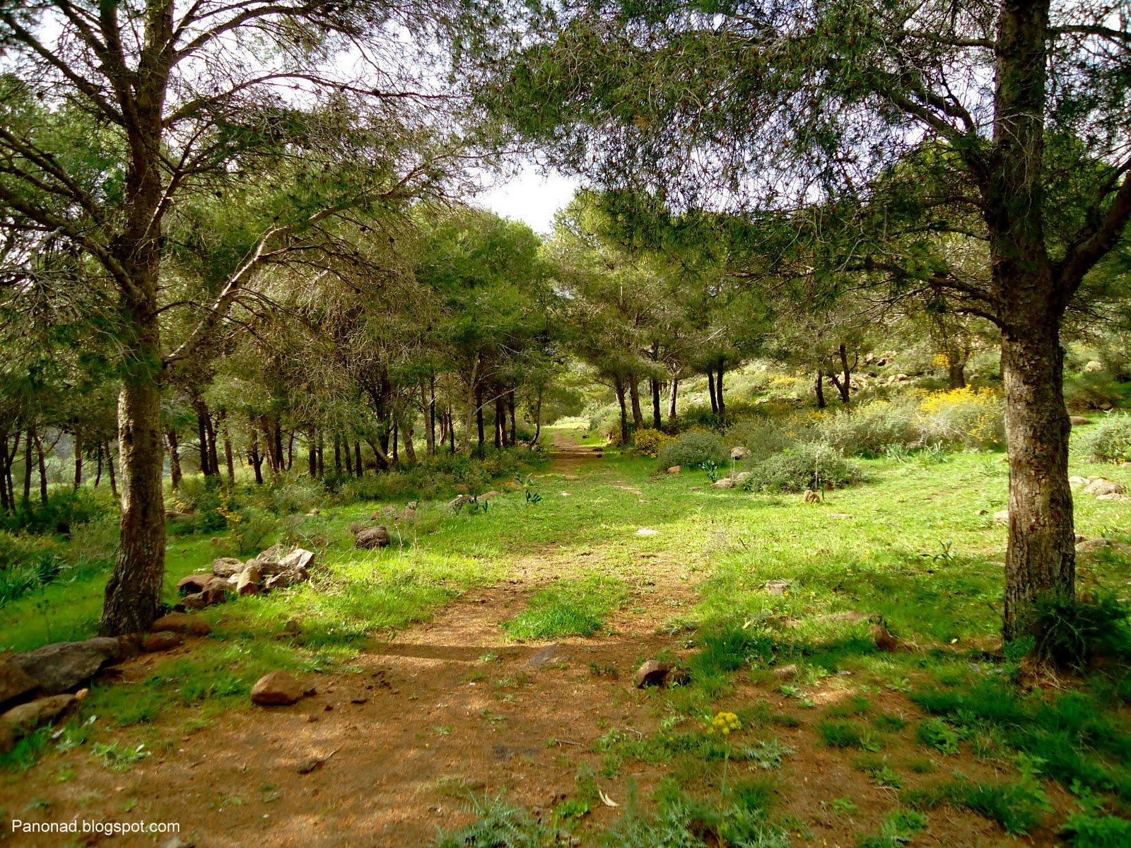 ملف عن الغابة وأهميتها في حماية البيئة نماذج من غابات المغرب