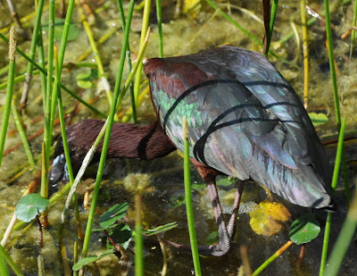 Glossy Ibis (Plegadis falcinellus)