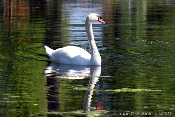 IMG_3443 Swan1