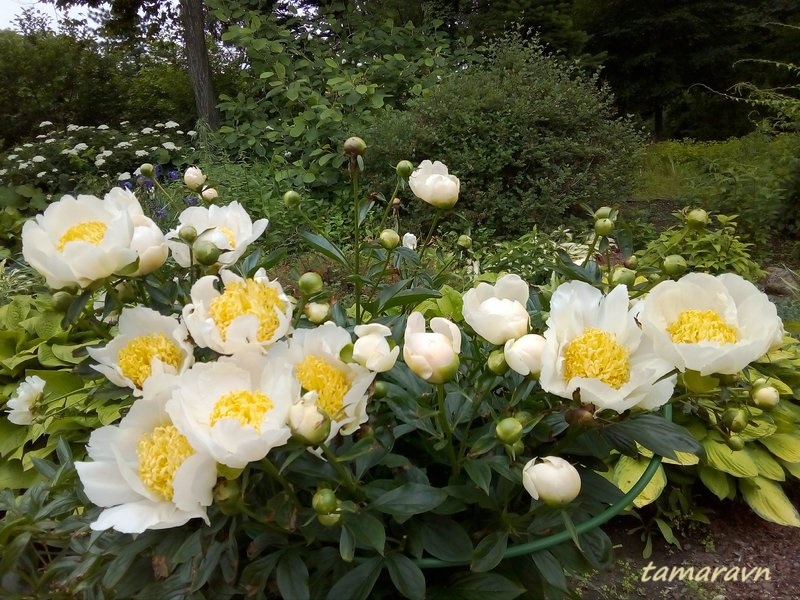 Пион 'Yellow King' / Пион 'Йеллоу Кинг' (Paeonia 'Yellow King')