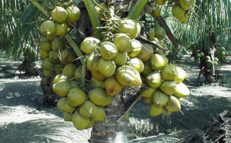 bonsai kelapa hibrida terbaik indonesia