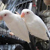 Harga Jual Burung Lovebird Albino Jinak Terbaru 2021