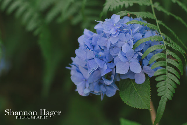 Shannon Hager Photography, Hydrangeas, Blue, Okinawa