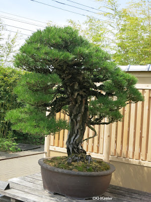 Bonsai, Omiya Bonsai Garden, Japan