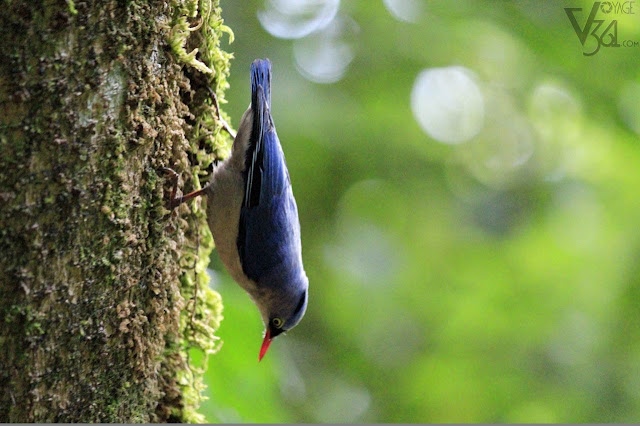 Velvet-fronted nuthatch at Ooty