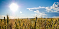 The glaring sun beats down on a field of wheat. (Image Credit: )Rick via Flickr) Click to Enlarge.