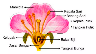 gambar bunga lengkap beserta keterangannya