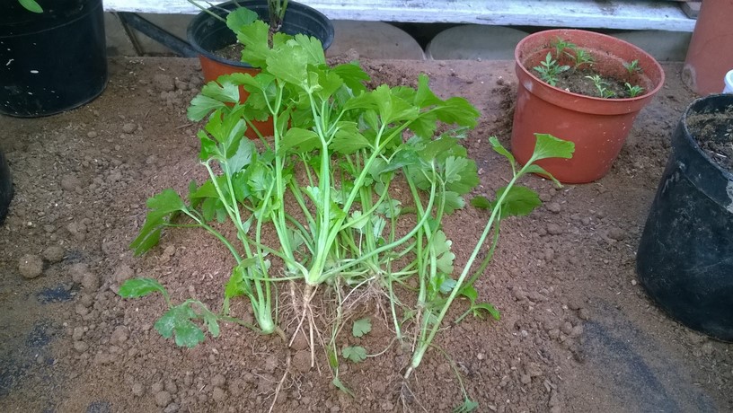 Once the seedlings have developed several true leaves, transplant them into the prepared garden bed. Space the celery plants 10-12 inches apart to allow ample room for growth. Ensure they receive adequate sunlight and consistent moisture.