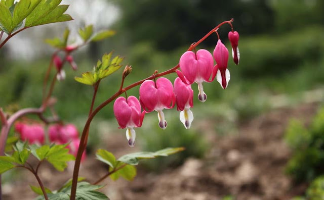 Bleeding Heart Flowers Pictures