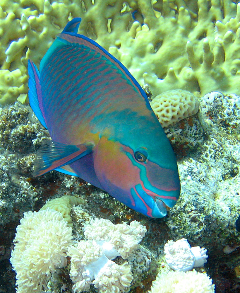 red sea fish