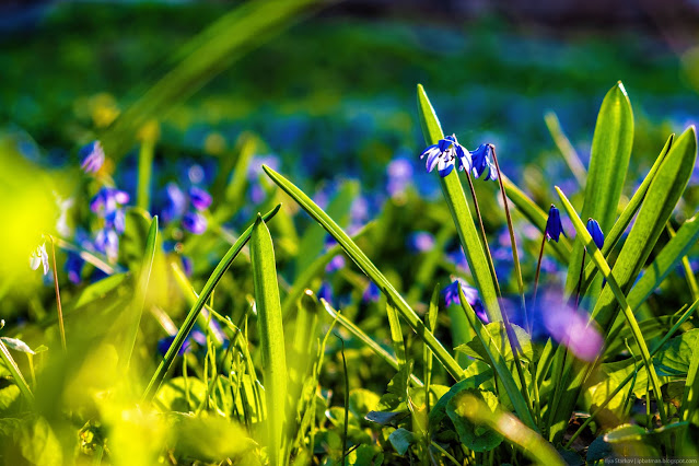 Цветы голубой пролески в траве