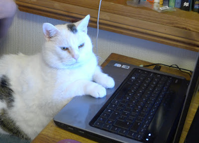 photo d'un chat sur internet