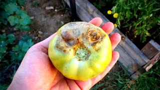 What causes tomato rot?
