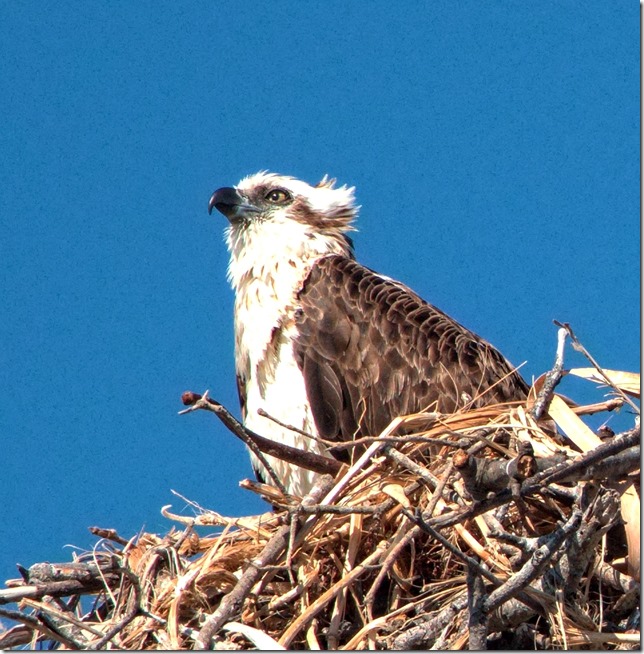 Osprey on the lookout