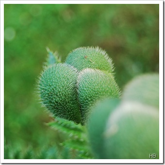 Riesenmohn © H. Brune