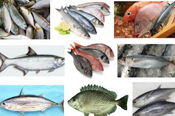 Ikan Bahari Konsumsi? Berikut Nama Dan Gambarnya