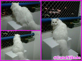 gatos visualizando o movimento na sacada