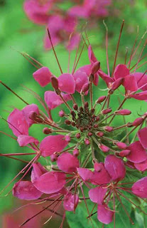 planta cleome spinosa