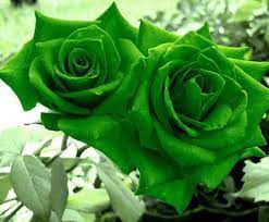 সবুজ গোলাপ ফুলের ছবি - Pictures of green roses