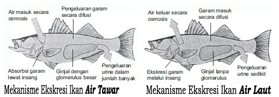 Sistem Ekskresi Pada Hewan  Vertebrata  dan Invertebrata 