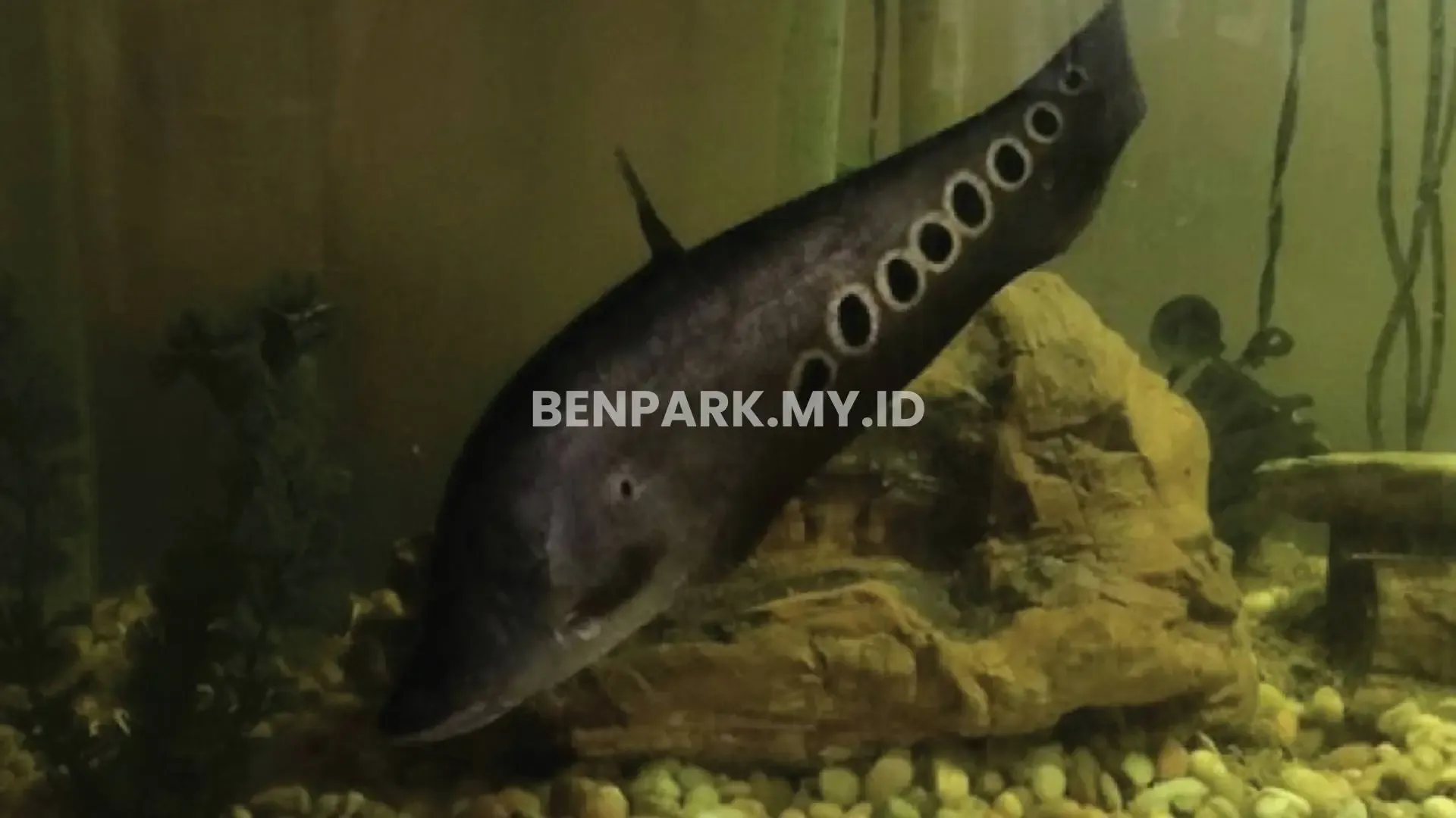 Clown Knifefish