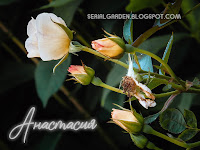 Rose Rosa Anastasia garden tree plant сад дерево flower grow цветок растение vegetable fruit выращивание огород seeds grass многолетние berry growing семена landscaping planting трава gardening perennial посадка cultivation shrub фрукт ягода куст озеленение многолетник овощеводство садоводство