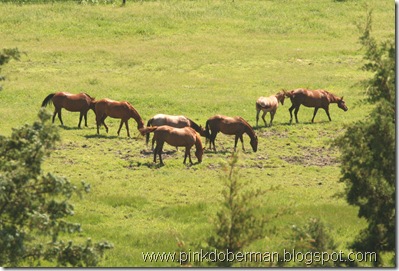 June 2010 079