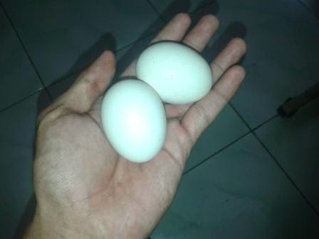 Pertumbuhan Dan Pembentukan Telur Ayam