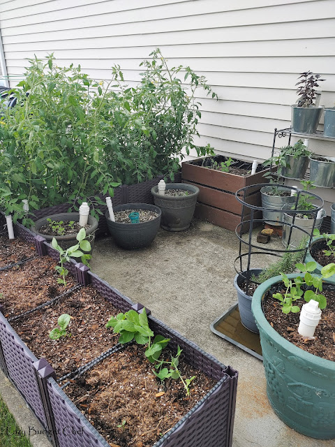 Self watering patio vegtable garden