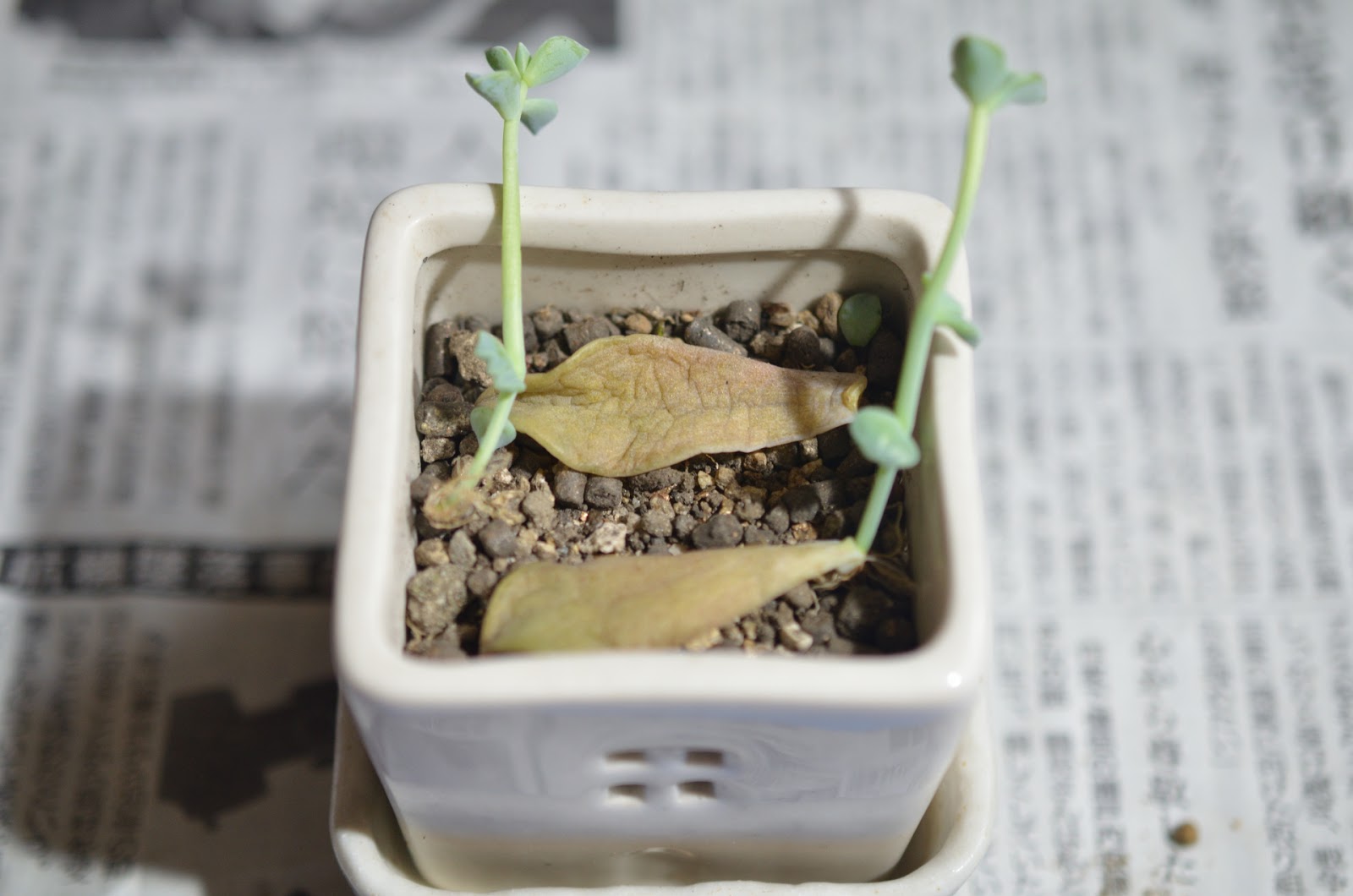 デジイチ初心者の奮闘日記 多肉植物の葉挿しを植え替え