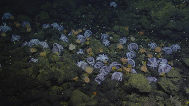 In the "Octopus Garden" (pictured) off the coast of California, some deep-sea octopuses lay their eggs in the warmer water of geothermal springs, speeding up embryonic development.