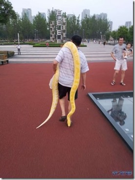 take-the-python-out-for-a-walk-02