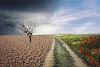 What is the impact of climate change on agriculture in developing countries?
