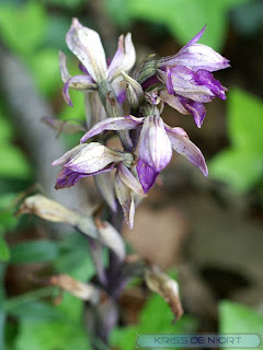 Orchidées de France 