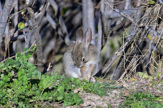 conejo-comun-oryctolagus-cuniculus-juvenil-aseandose-