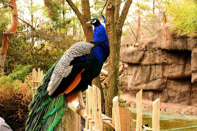 peacock-sitting-on-a-fence-list-trend