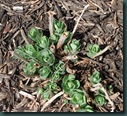 BabySedum