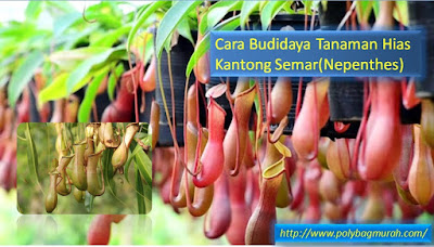 Cara Budidaya Tanaman Hias Kantong Semar Cara Budidaya Tanaman Hias Kantong Semar(Nepenthes)