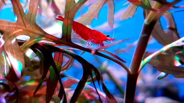 Red Cherry Shrimps can help you get rid of algae