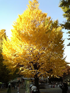 ginkgo tree in ueno park